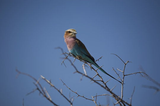 Lilac breasted roller (Coracias caudata) in tree, Etosha National Park, Namibia