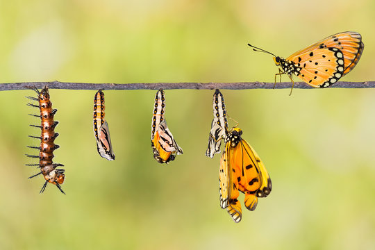 Life cycle of Tawny Coster transform from caterpillar to butterf