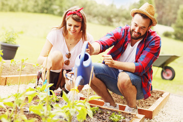 Fototapeta premium Young couple planting organic vegetables
