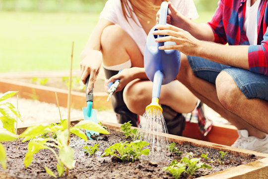 Young Couple Planting Organic Vegetables