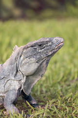 Iguana