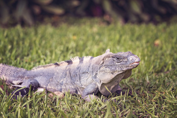 Iguana