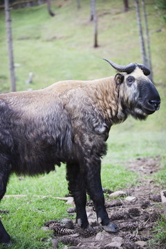 Takin, national animal of Bhutan, Motithang Takin Preserve, Thimphu, Bhutan