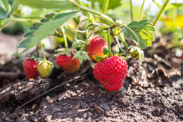 Natural strawberry. organic product