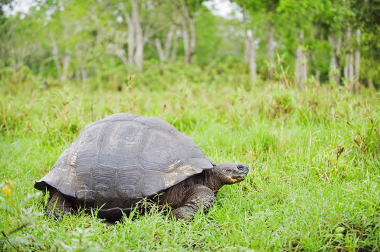 Giant tortoise (Geochelone elephantopus vandenburghi), Isla Sant Cruz, Galapagos Islands, Ecuador