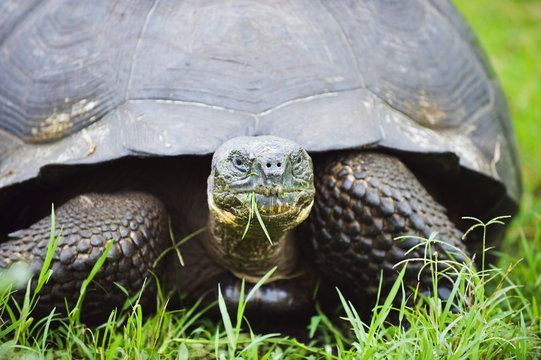 Giant tortoise (Geochelone elephantopus vandenburghi), Isla Sant Cruz, Galapagos Islands, Ecuador