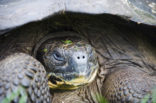 Giant tortoise (Geochelone elephantopus vandenburghi), Isla Sant Cruz, Galapagos Islands, Ecuador