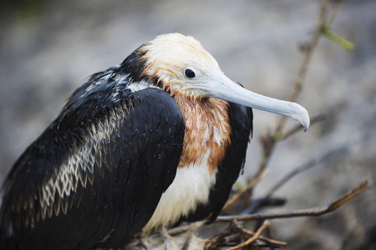 Great frigate bird (Frigata minor), Isla Genovesa, Galapagos Islands, Ecuador