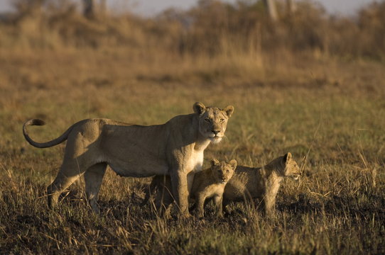 Lioness and cubs, Busanga Plains, Kafue National Park, Zambia