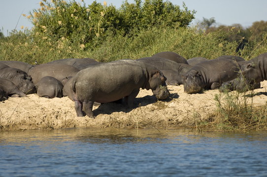 Hippopotamuses, Zambesi River, Zambia