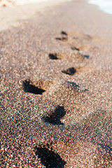 Footsteps on the black volcanic sand
