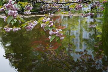 Obraz na płótnie Canvas 池の桜