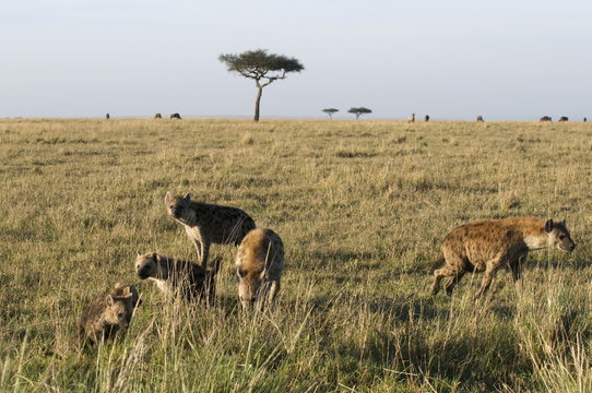 Spotted hyaenas and cubs (Crocuta crocuta), Masai Mara National Reserve, Kenya