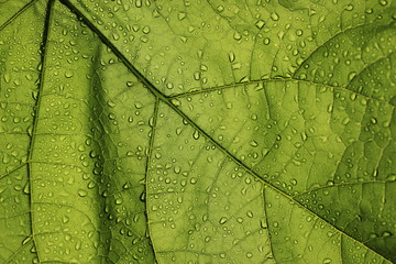 Water drops on plant leaf 