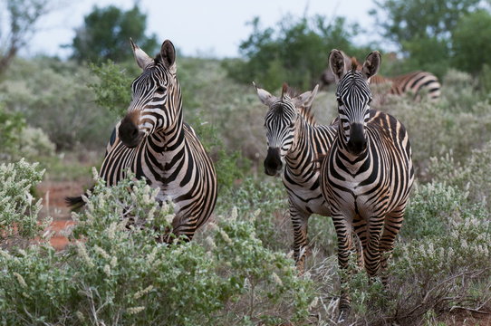 Grant's zebra (Equus quagga boehmi), Lualenyi Game Reserve, Kenya