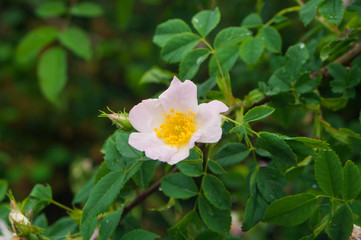 Wild rose flower