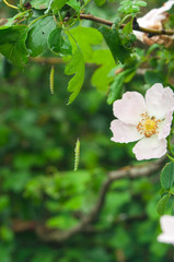 Wild rose flower with maggot.