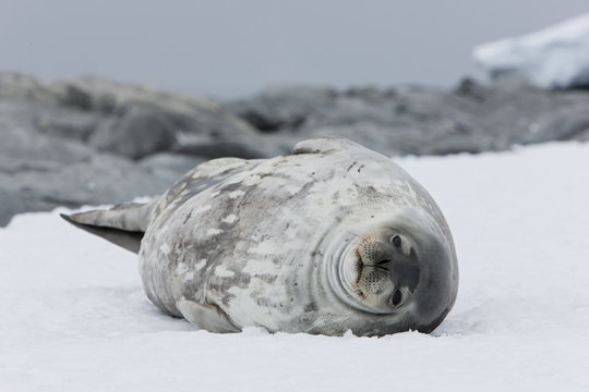 Weddell seal (Leptonychotes weddellii), Commonwealth Bay, Antarctica