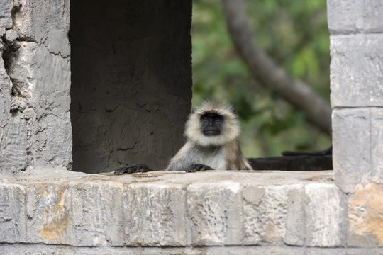 Common Langur, (Presbytis entellus), Bandhavgarh N.P., Madhya Pradesh