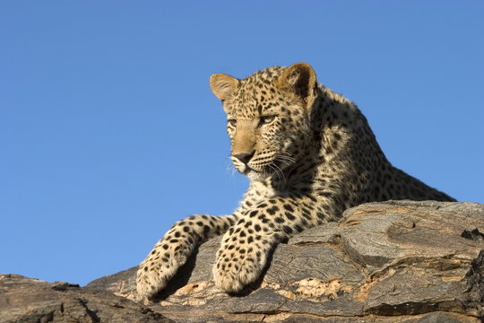 Young leopard (Panthera pardus), Namibia