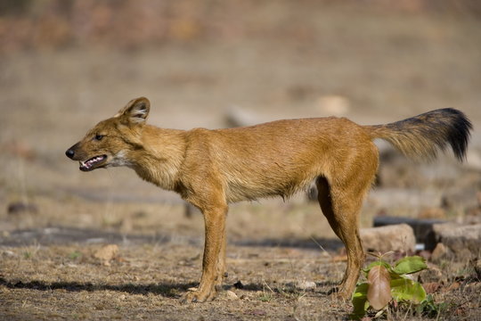 Dhole/Wild Dog, (Cuon alpinus), Bandhavgarh N.P., Madhya Pradesh