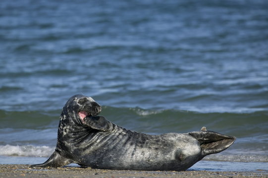 Gray seal (grey seal), Halichoerus grypus, Heligoland, Germany
