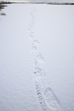 Polar bear track, Churchill, Manitoba, Canada