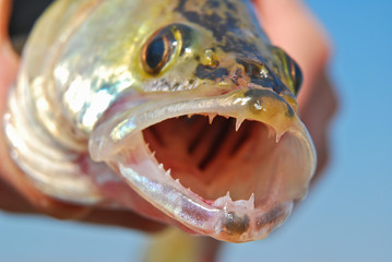 Pike-perch with open mouth in the hand of the fisherman