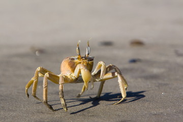 Ghost crab (Ocypode cursor), Atlantic Ocean coast, Namibia