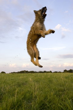 Belgian Shepherd, (Canidae), Laekenois, Lemgo, Nordrhein Westfalen, Germany