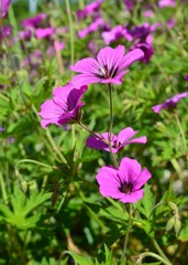 Geranien blühen lila - Geranium magnificum 