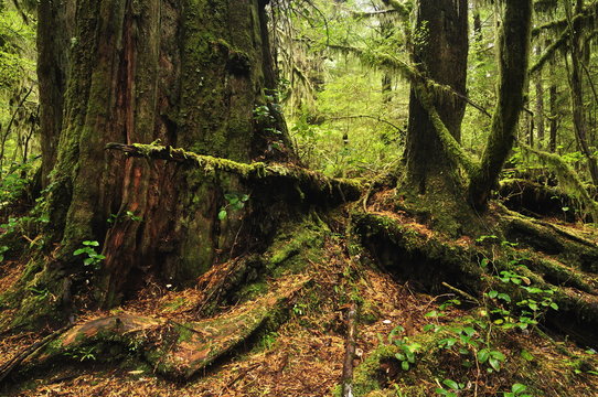 Rainforest Rim National Park, Vancouver Island, British Columbia, Canada