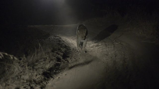 Leopard female approaches down a dirt path, Night, darkness, marks territory and looks at camera, South Africa (flat, ungraded)