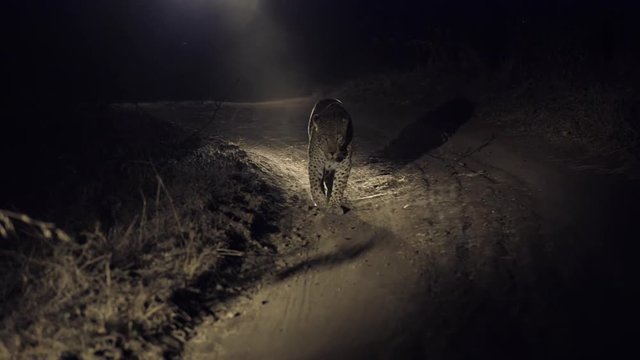 Leopard female approaches down a dirt path, Night, darkness, marks territory and looks at camera, South Africa (graded)