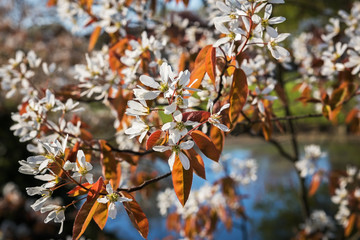 Blooming Saskatoon near water, Netherlands