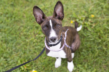 Basenji in the park on the grass