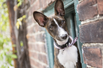 Happy dog in front of a bright wall