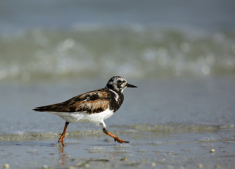 Ruddy turnstone, Bahrain 