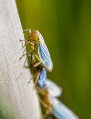 Grilli azzurri e gialli