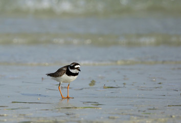 The little ringed plover