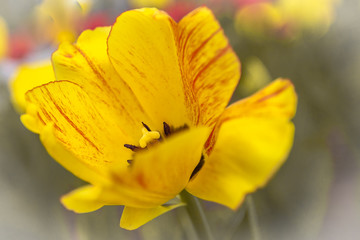 Flower tulip yellow-red close up