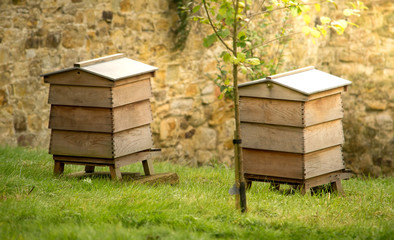 Bee hives in garden