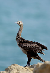The Socotra cormorant Bahrain