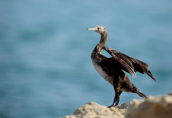 The Socotra cormorant Bahrain