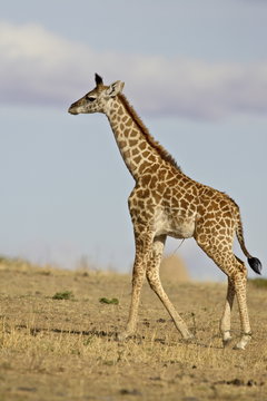 Masai giraffe (Giraffa camelopardalis tippelskirchi) calf with its umbilical cord still attached, Masai Mara National Reserve, Kenya