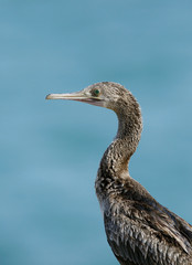 The Socotra cormorant Bahrain