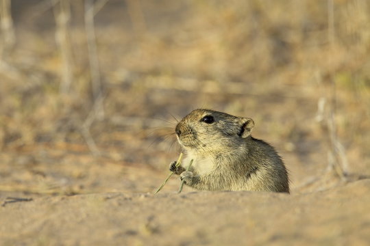 Brant's whistling rat (Parotomys brantsii), Kgalagadi Transfrontier Park, encompasing the former Kalahari Gemsbok National Park