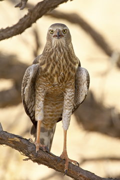 Juvenile pale chanting goshawk (Melierax canorus), Kgalagadi Transfrontier Park, encompassing the former Kalahari Gemsbok National Park