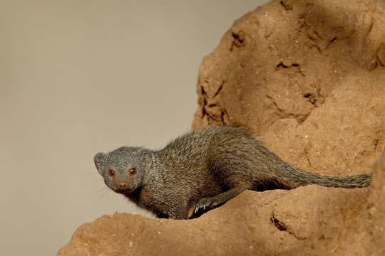 Dwarf mongoose (Helogale parvula), Samburu National Reserve, Kenya