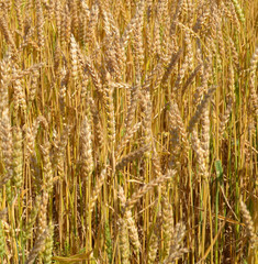 Mature Wheat Growing in Field